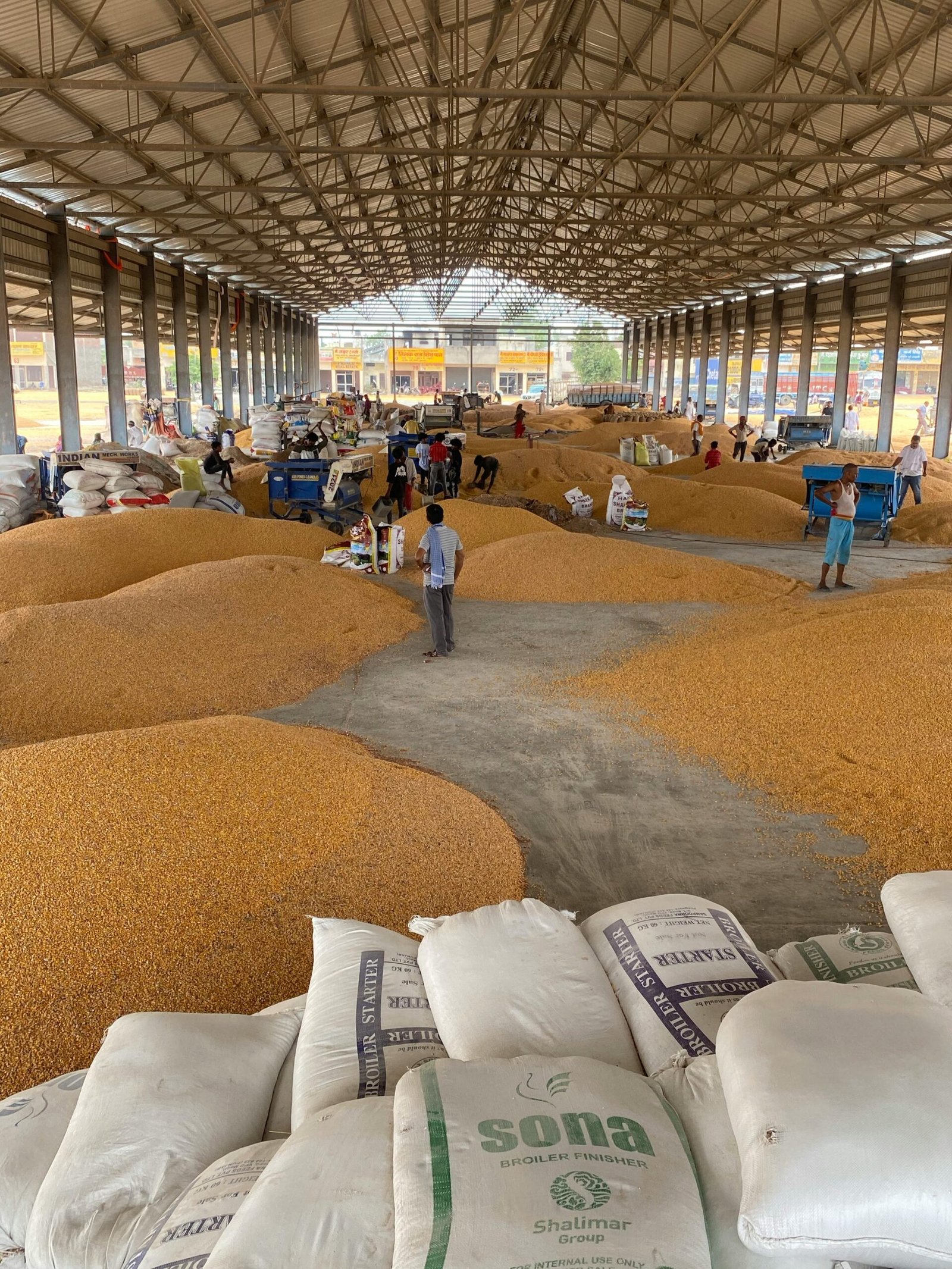 Large warehouse filled with corn grain, workers sorting and packaging.